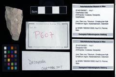 Foto (Objekt + Etikett) von Decapoda indet.  (NHMW-GEO-2014-0194-0607)